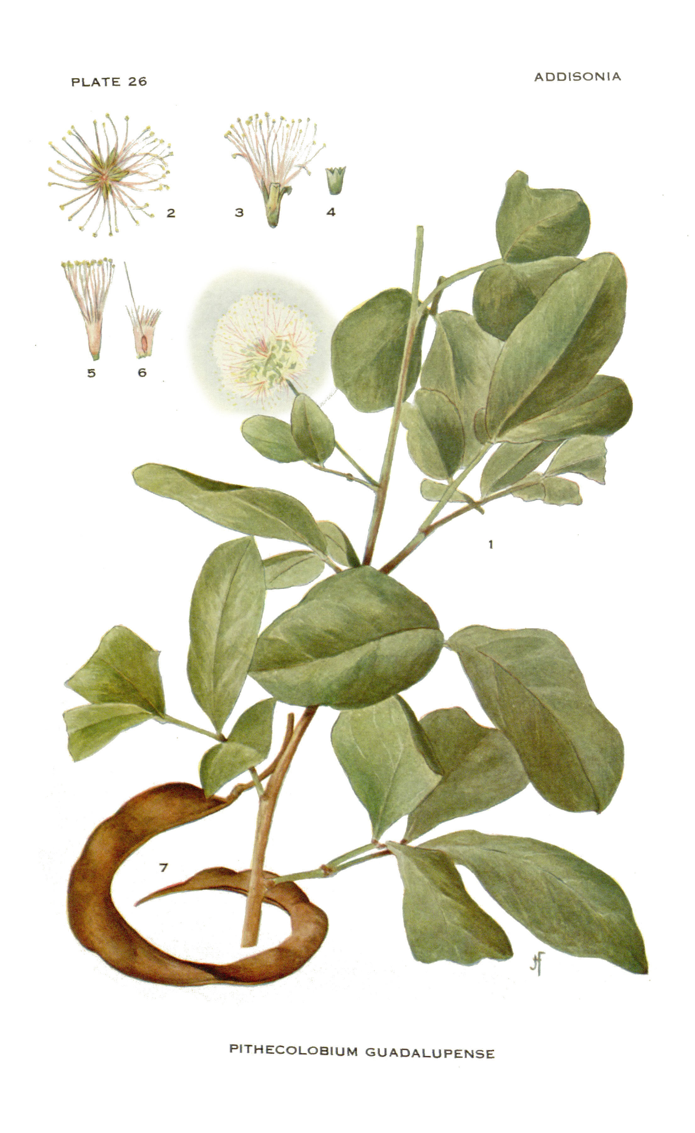 Image of Pithecolobium Guadolupense