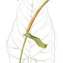 Image de Anthurium grandifolium (Jacq.) Kunth