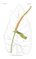 Image of Anthurium grandifolium (Jacq.) Kunth