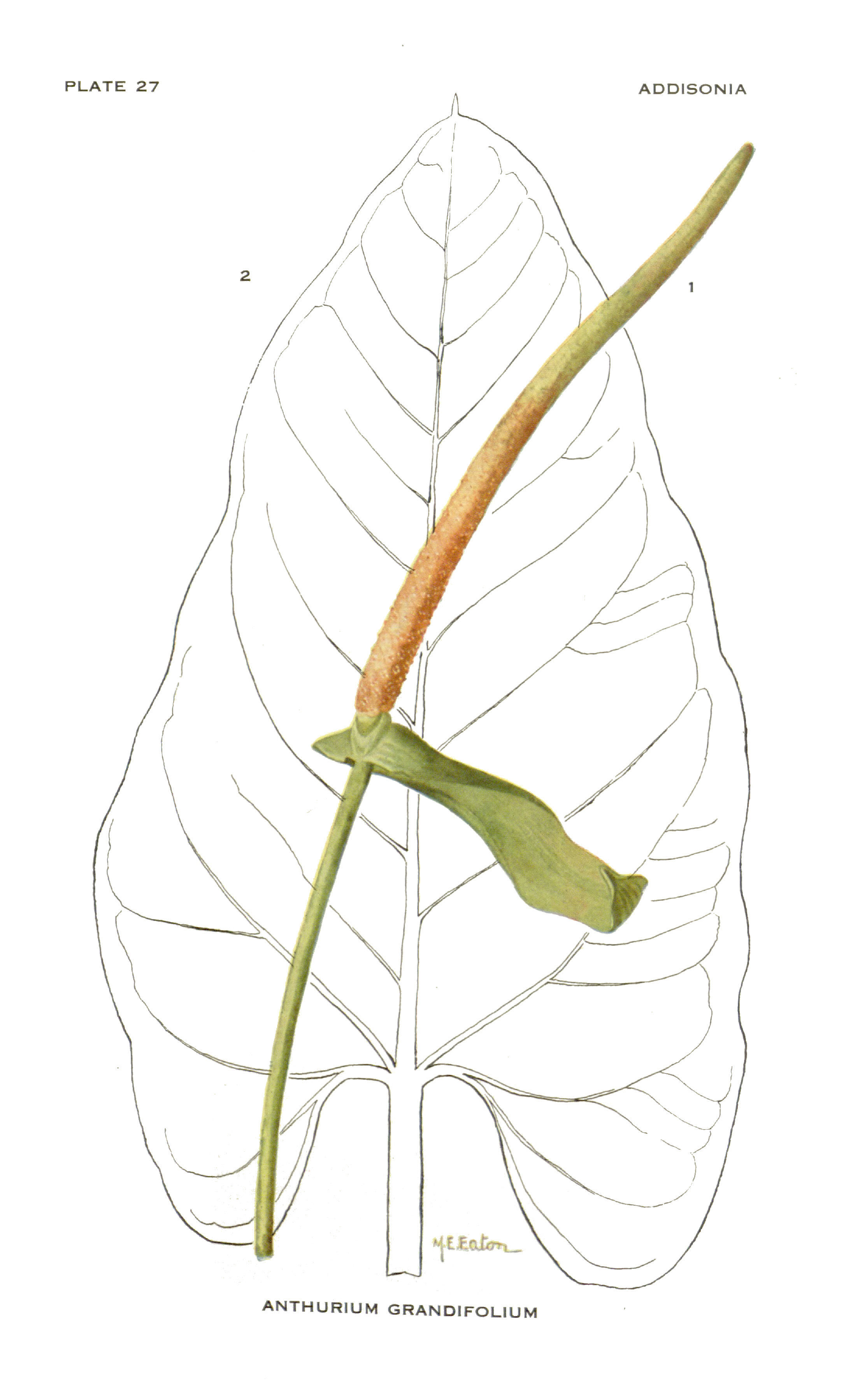 Image of Anthurium grandifolium (Jacq.) Kunth