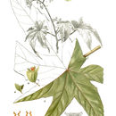 Image of Begonia wollnyi Herzog