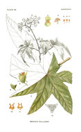 Слика од Begonia wollnyi Herzog