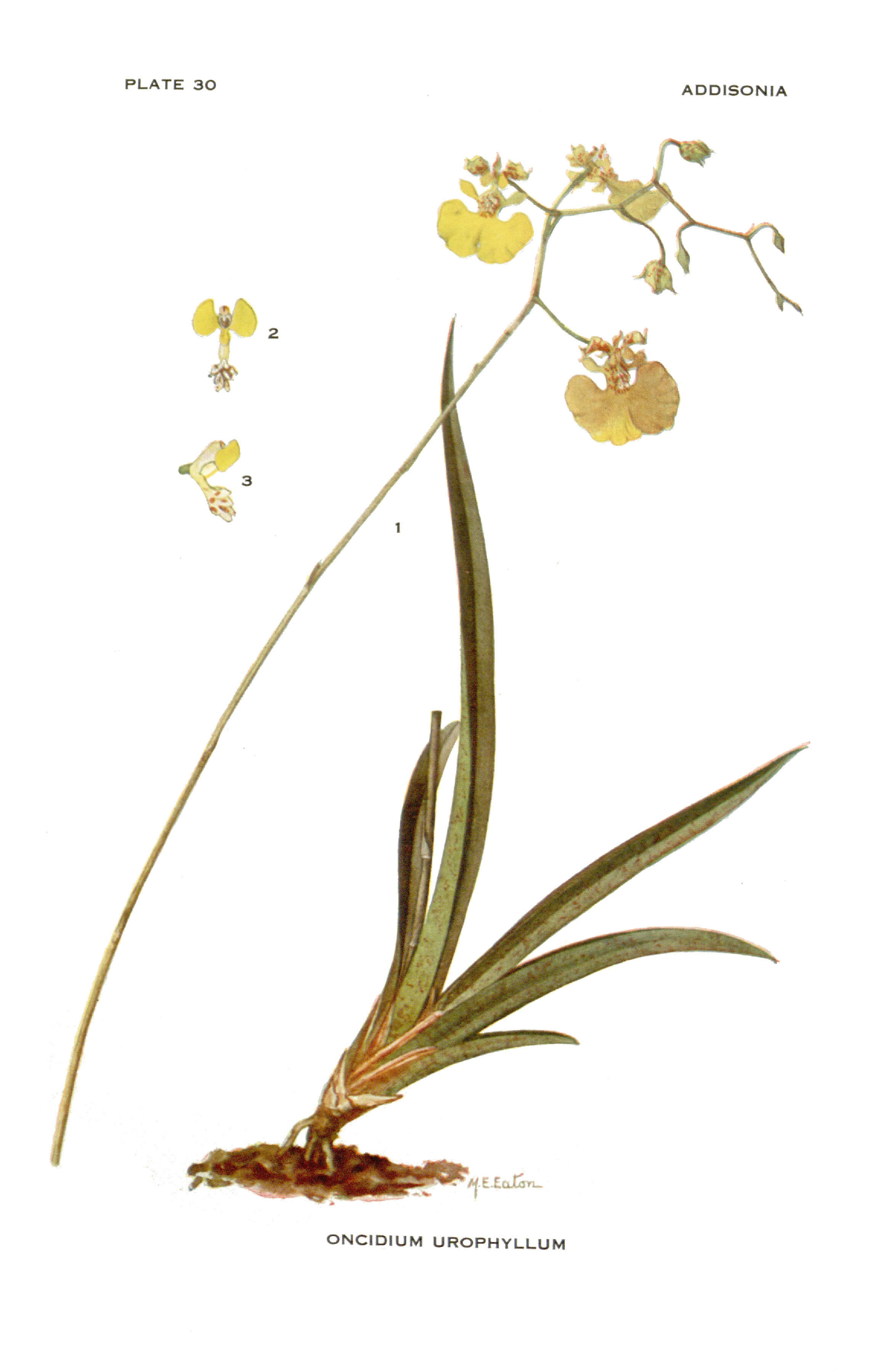 Image of Tolumnia urophylla (Lodd. ex Lindl.) Braem