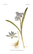 Image de Scilla luciliae (Boiss.) Speta