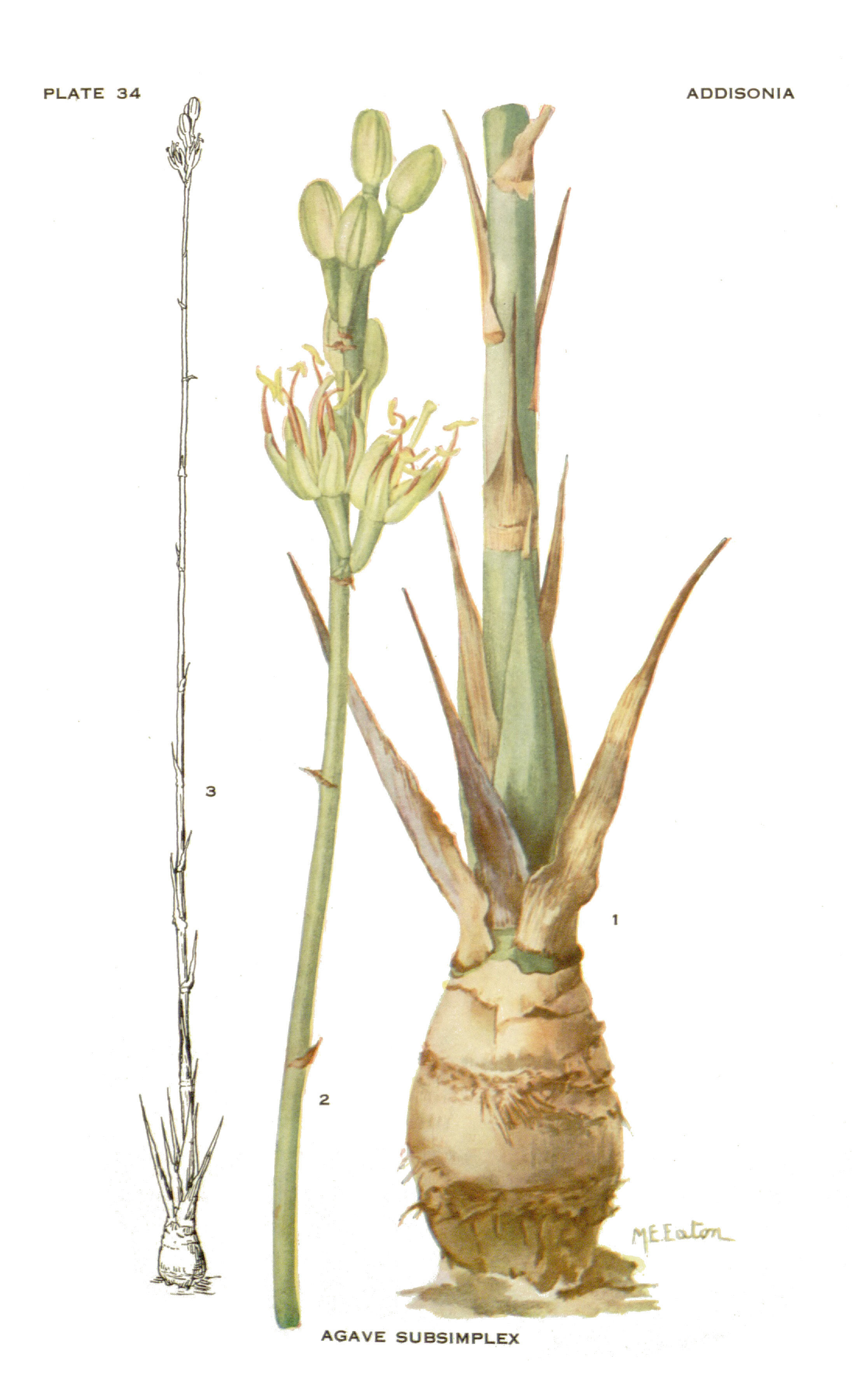 Image of Agave subsimplex Trel.