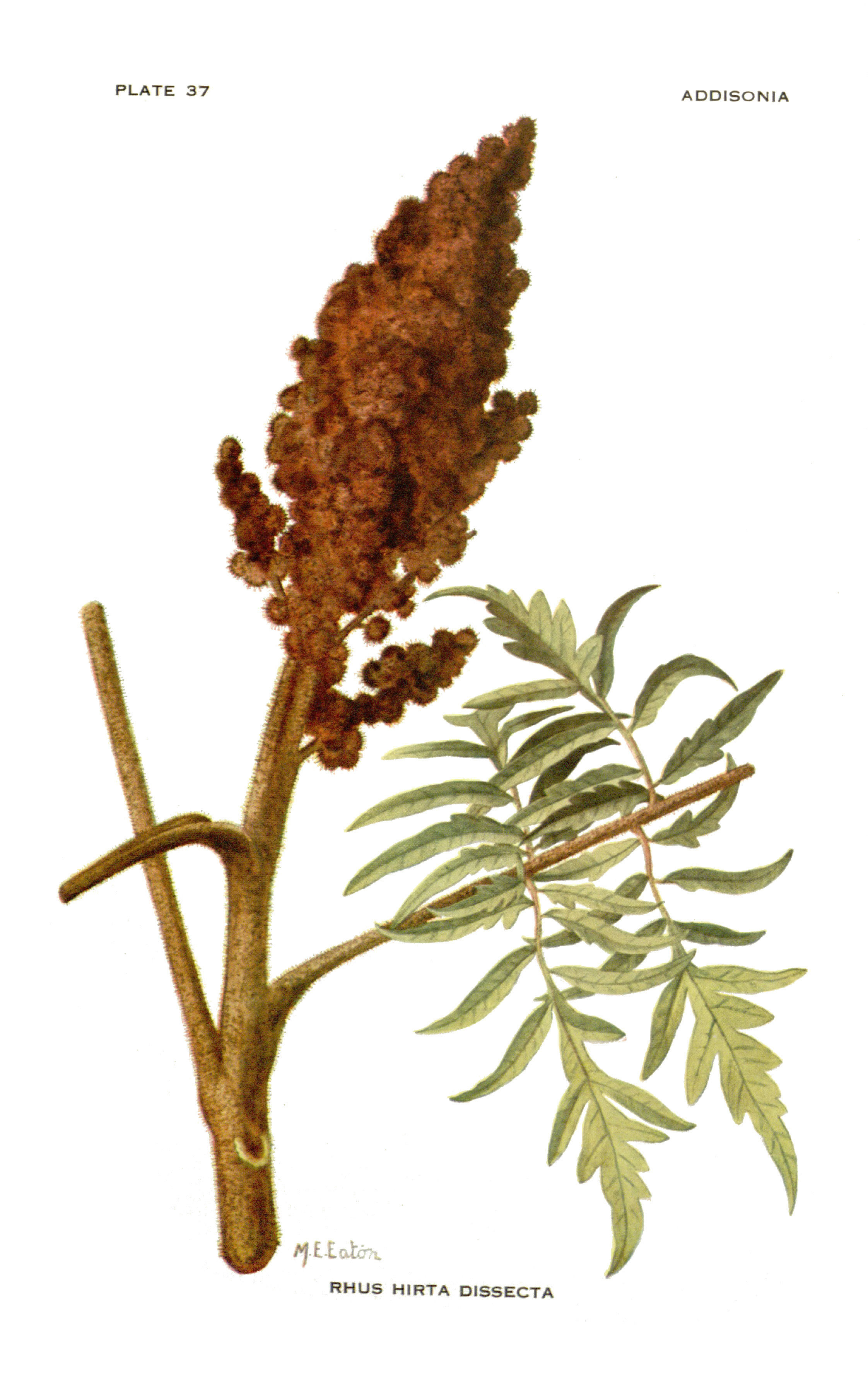 Image de Sumac vinaigrier