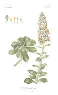 Image of <i>Echeveria guatemalensis</i> Rose