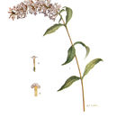 Image of Buddleia L.