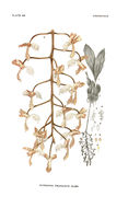 Image of Gongora truncata Lindl.