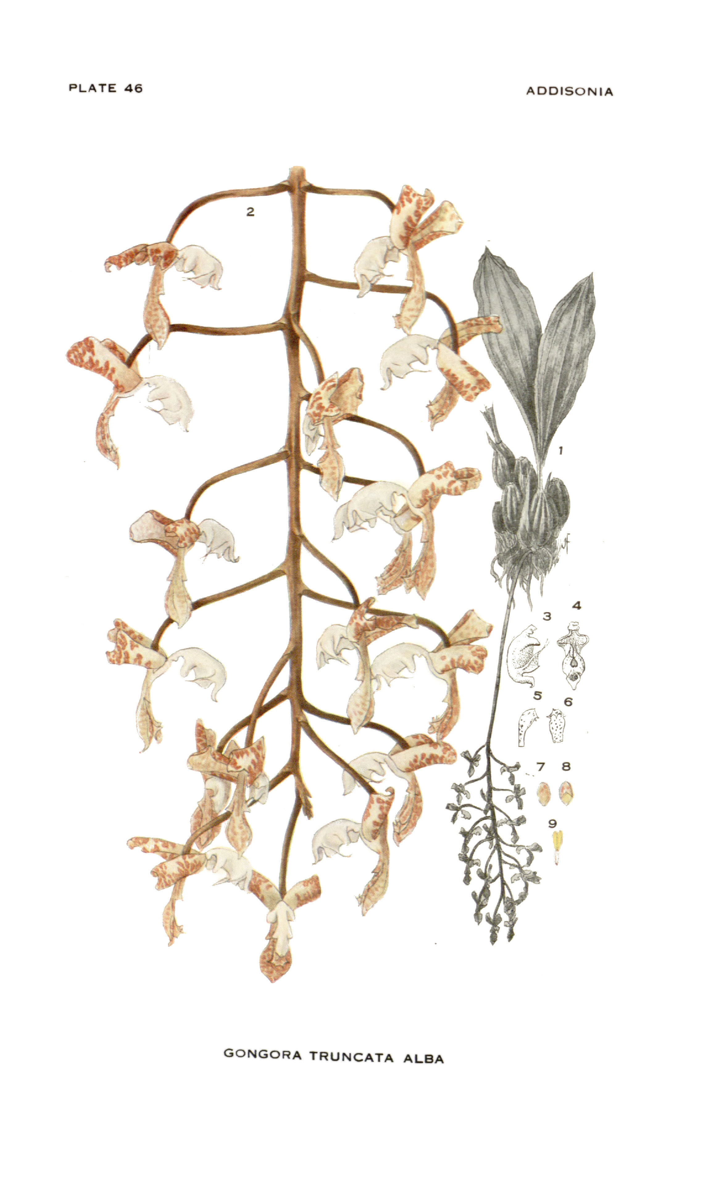 Image of Gongora truncata Lindl.