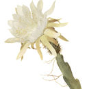 Image of Weberocereus glaber (Eichlam) G. D. Rowley