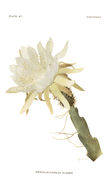 Image of Weberocereus glaber (Eichlam) G. D. Rowley