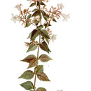 <i>Abelia grandiflora</i> (Rovelli ex André) Rehder的圖片