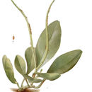 Image of baby rubberplant