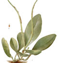 Sivun Peperomia obtusifolia (L.) A. Dietr. kuva