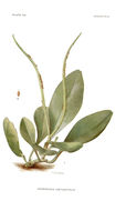 Peperomia obtusifolia (L.) A. Dietr. resmi