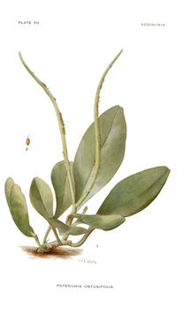 Image of baby rubberplant