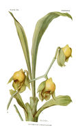 Image of Catasetum viridiflavum Hook.