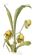 Image de Catasetum viridiflavum Hook.