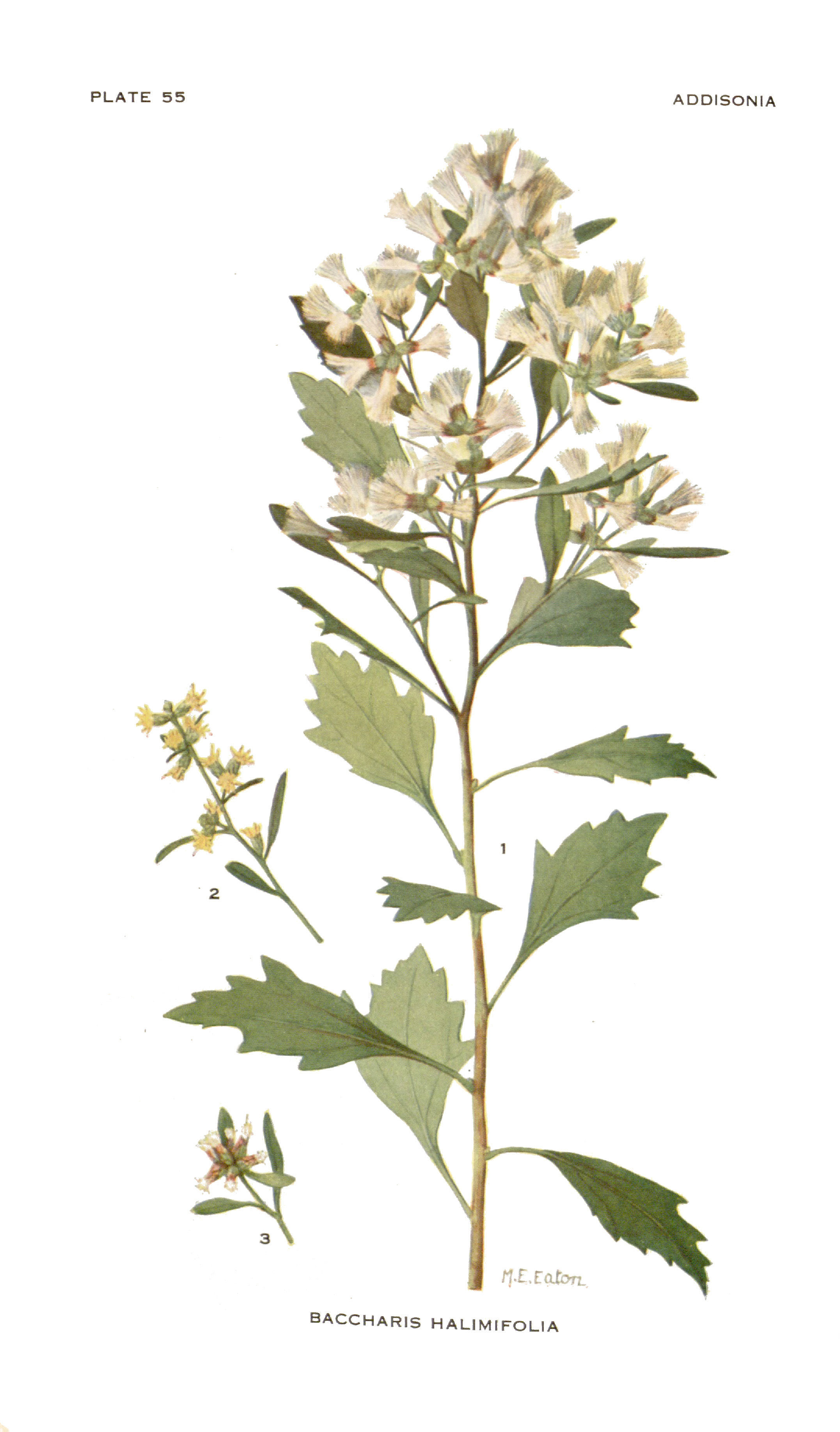 Sivun Baccharis halimifolia L. kuva