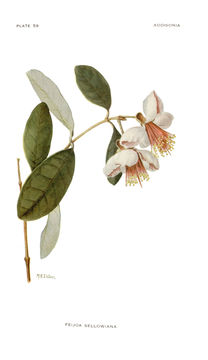 Image of Pineapple guava, feijoa