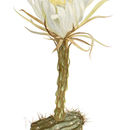 <i>Cereus gracilis</i> Mill.的圖片