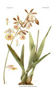 Image de Encyclia pyriformis (Lindl.) Schltr.