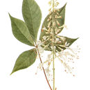 Imagem de Aesculus parviflora Walt.