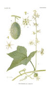 Image of wild cucumber