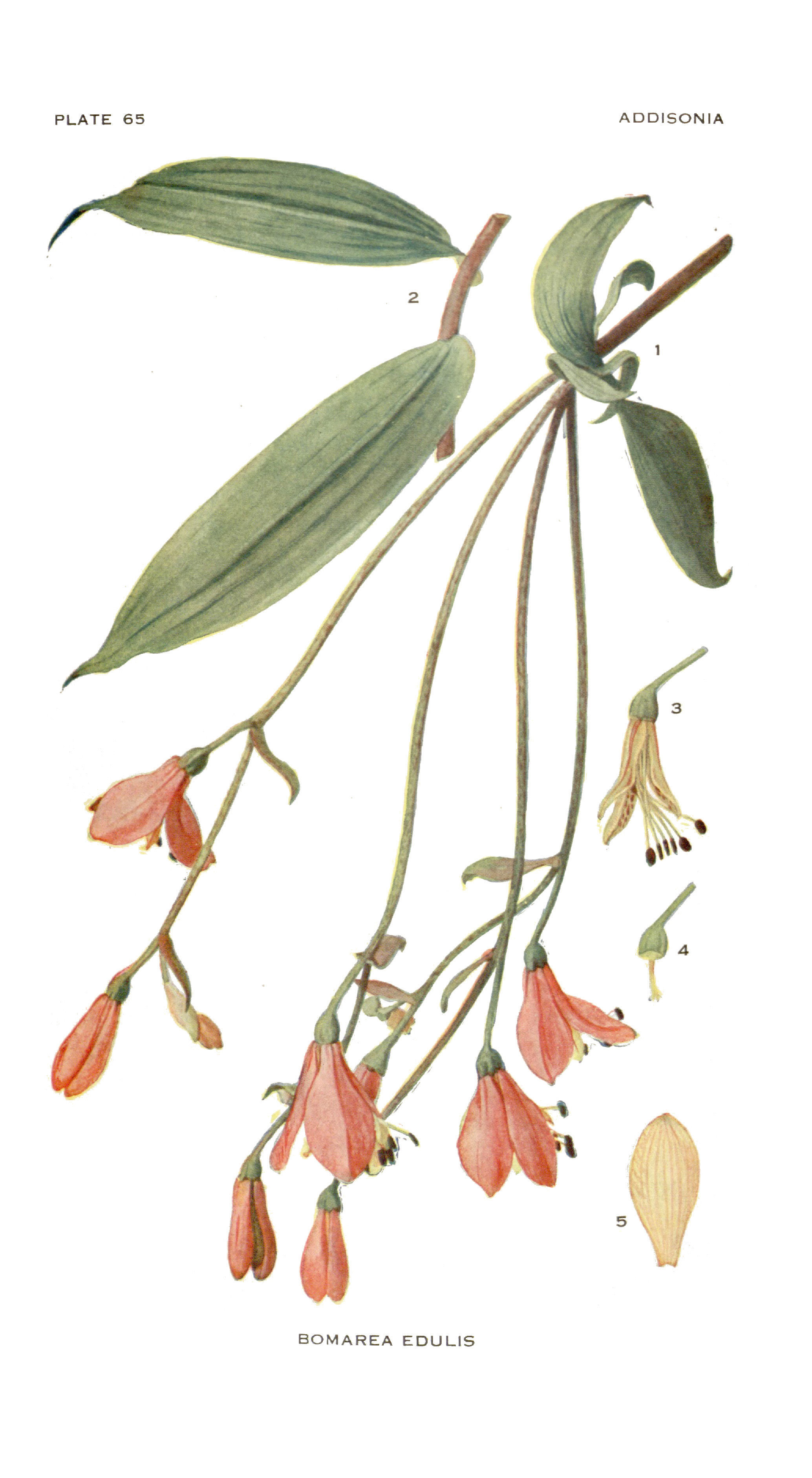 Image of Bomarea edulis (Tussac) Herb.