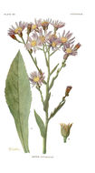 Image of Tatarian aster