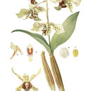 Plancia ëd Dendrobium atroviolaceum Rolfe