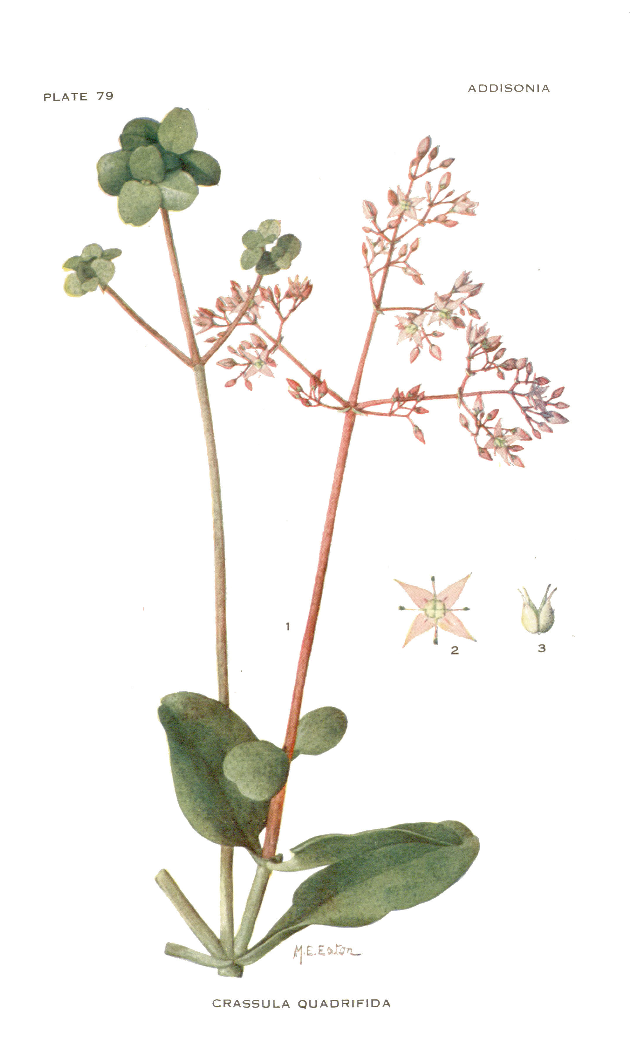 Image of Cape Province pygmyweed