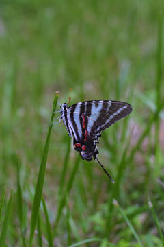 Image of Protographium marcellus (Cramer (1777))