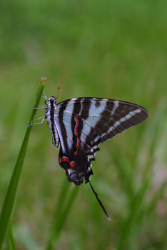 Image of Protographium marcellus (Cramer (1777))