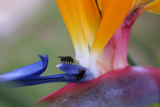 Image of bird-of-paradise