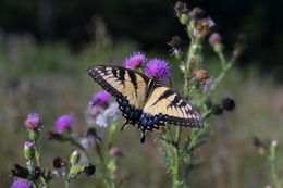 Image of Eastern Tiger Swallowtail