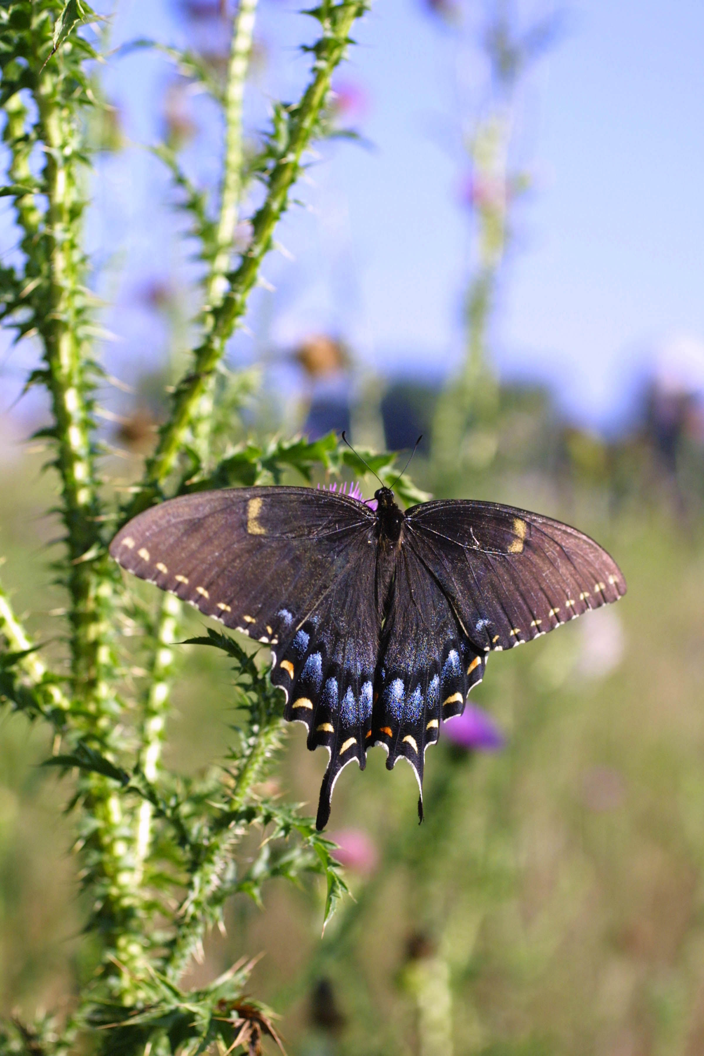 Image of Eastern Tiger Swallowtail