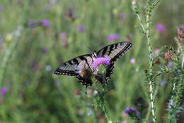 Image of Eastern Tiger Swallowtail