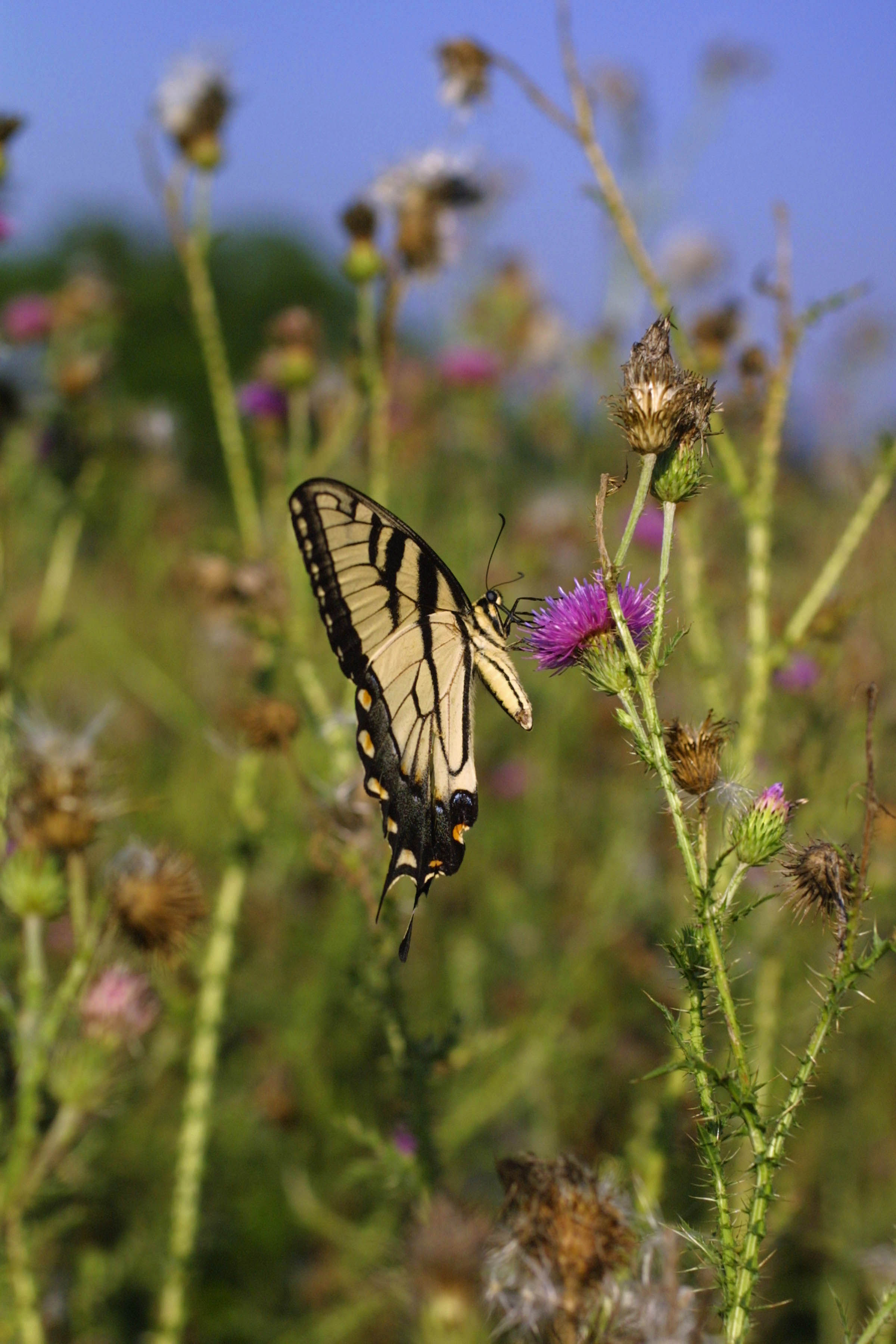 Image of Eastern Tiger Swallowtail