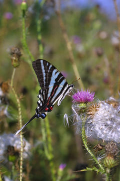 Image of Protographium marcellus (Cramer (1777))