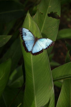 Image of Morpho peleides Kollar 1850