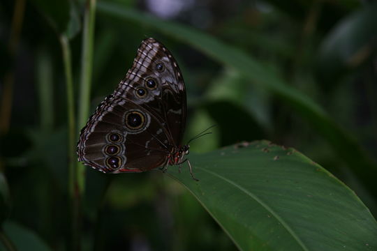 Plancia ëd Morpho peleides Kollar 1850