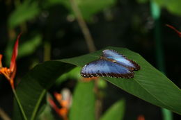 Image of Morpho peleides Kollar 1850