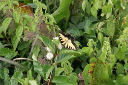 Image of <i>Papilio <i>glaucus</i></i> glaucus