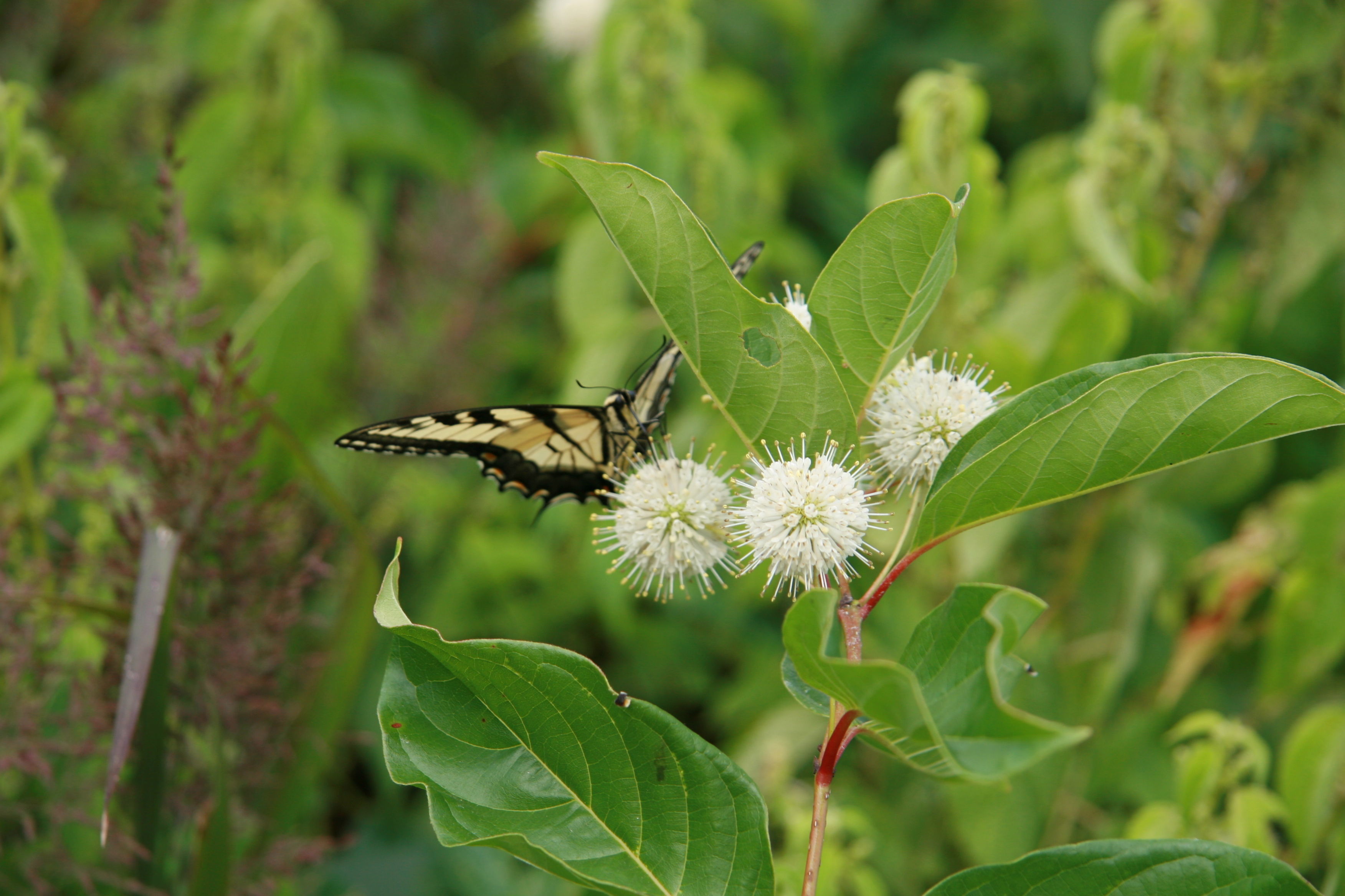 Image of <i>Papilio <i>glaucus</i></i> glaucus