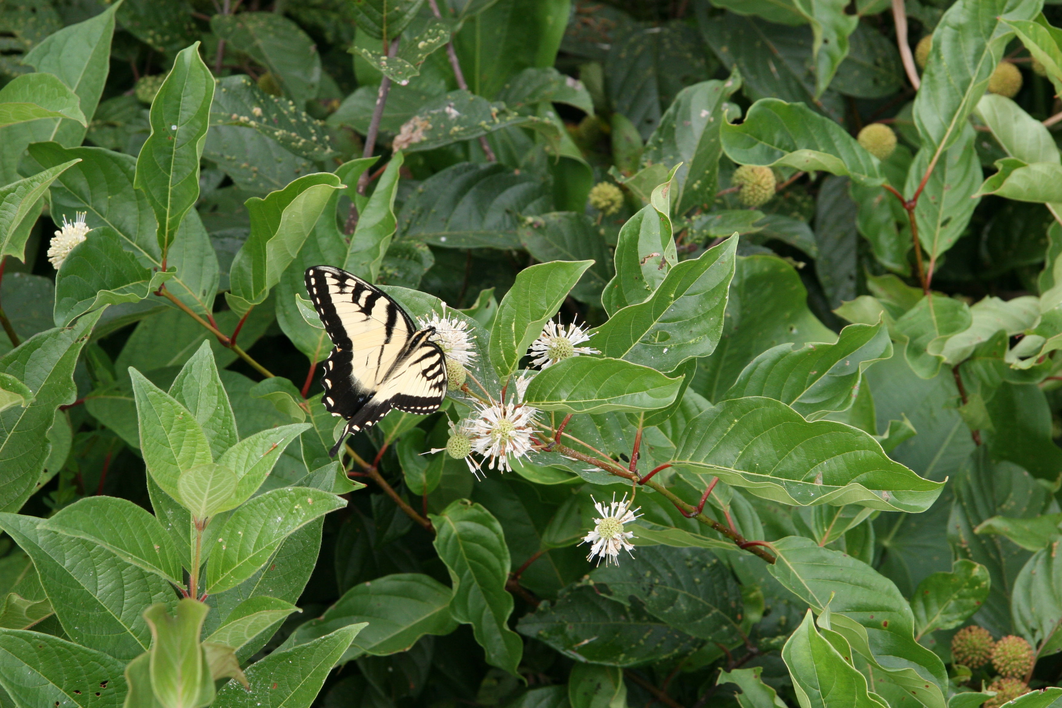 Image of <i>Papilio <i>glaucus</i></i> glaucus