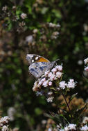 Image of American Snout