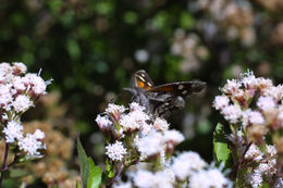 Image of American Snout