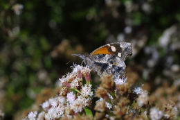 Image of American Snout